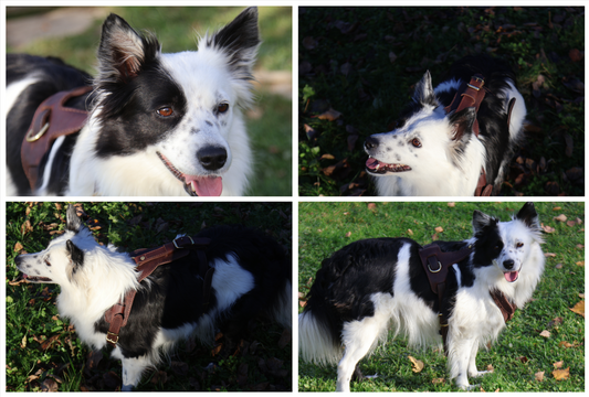 Bela and our new combat harnesses!