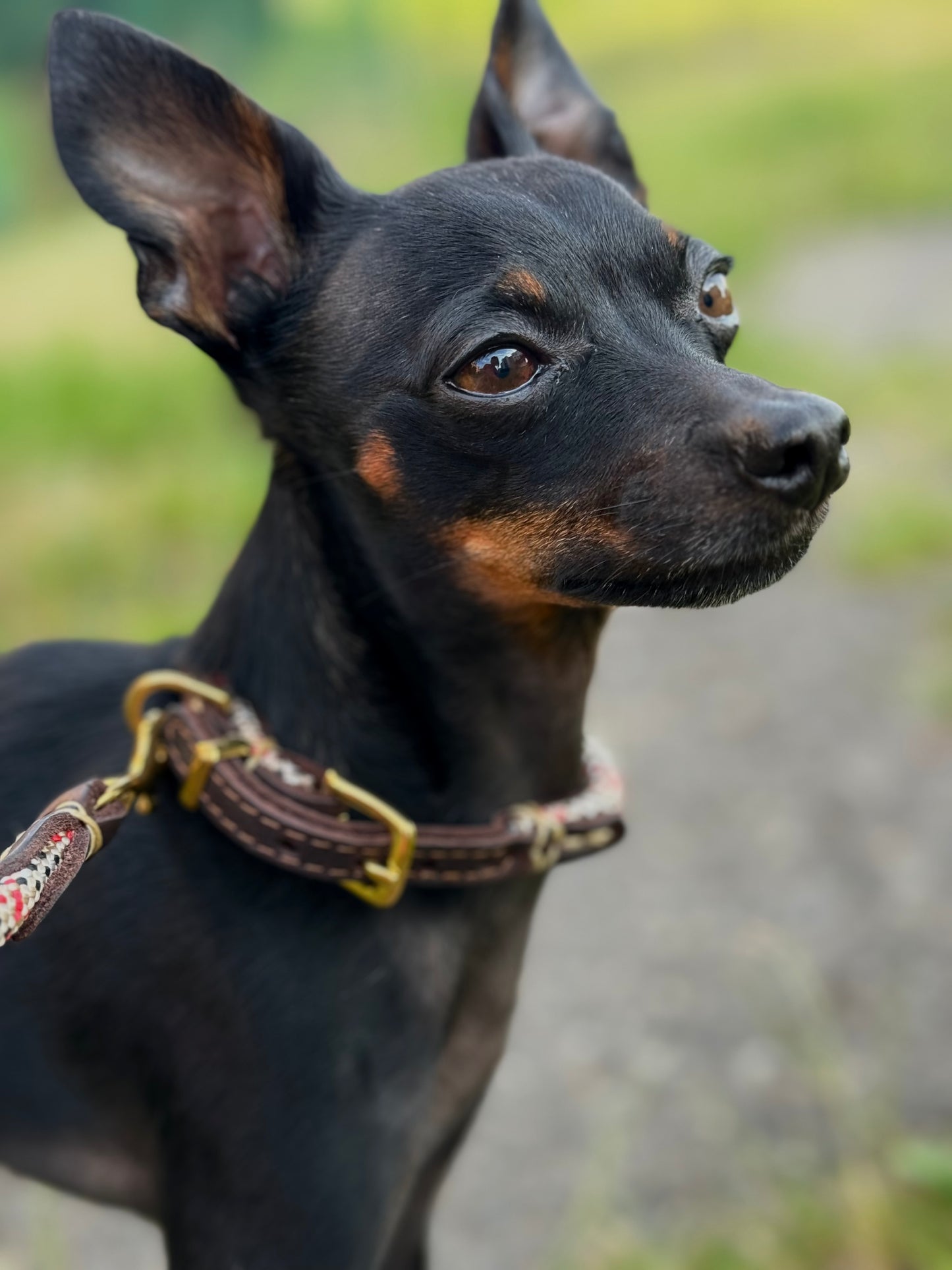 Hand-sewn dog rope/leather collar PREVENTS MATTING