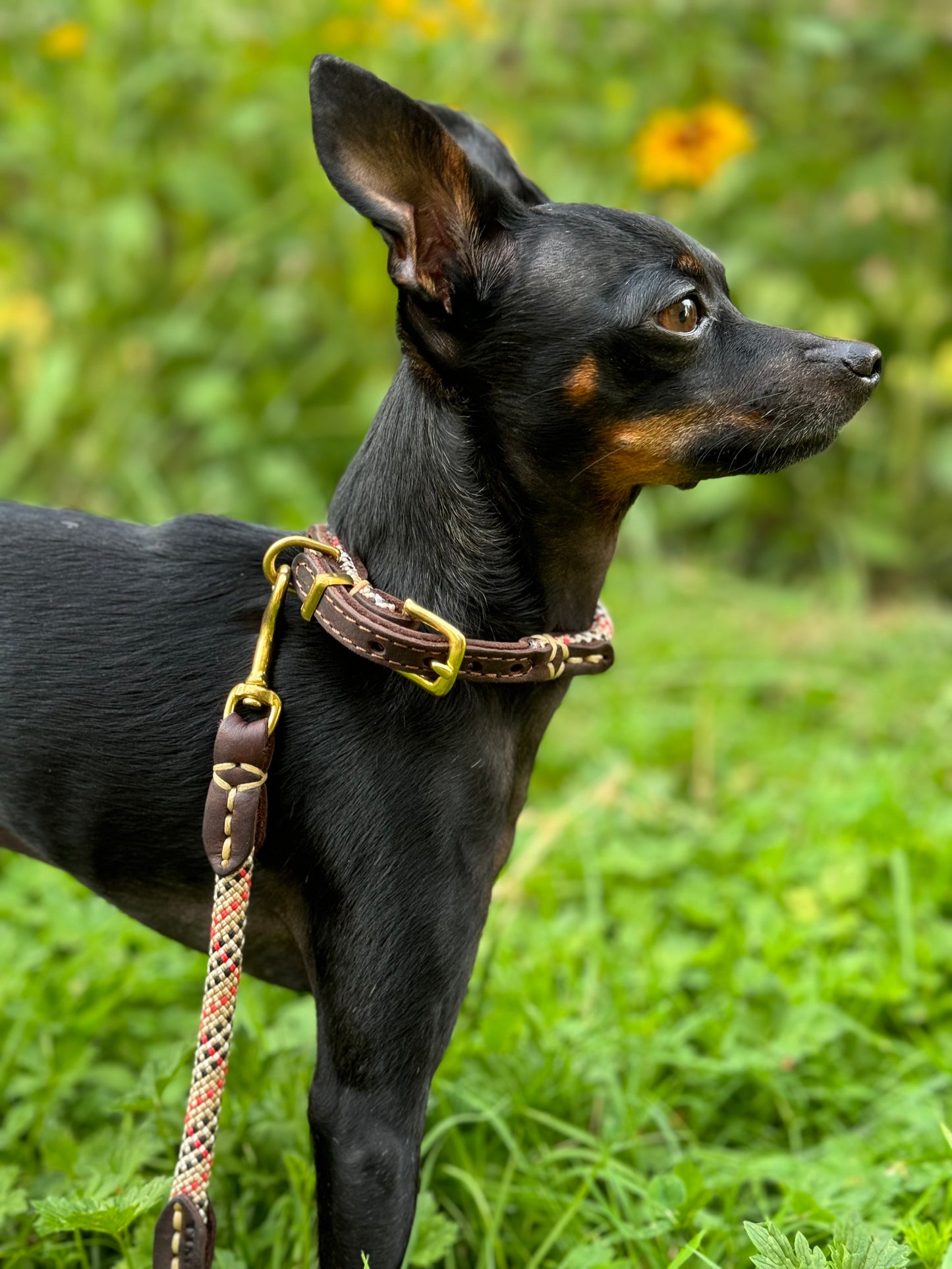 Hand-sewn dog rope/leather collar PREVENTS MATTING