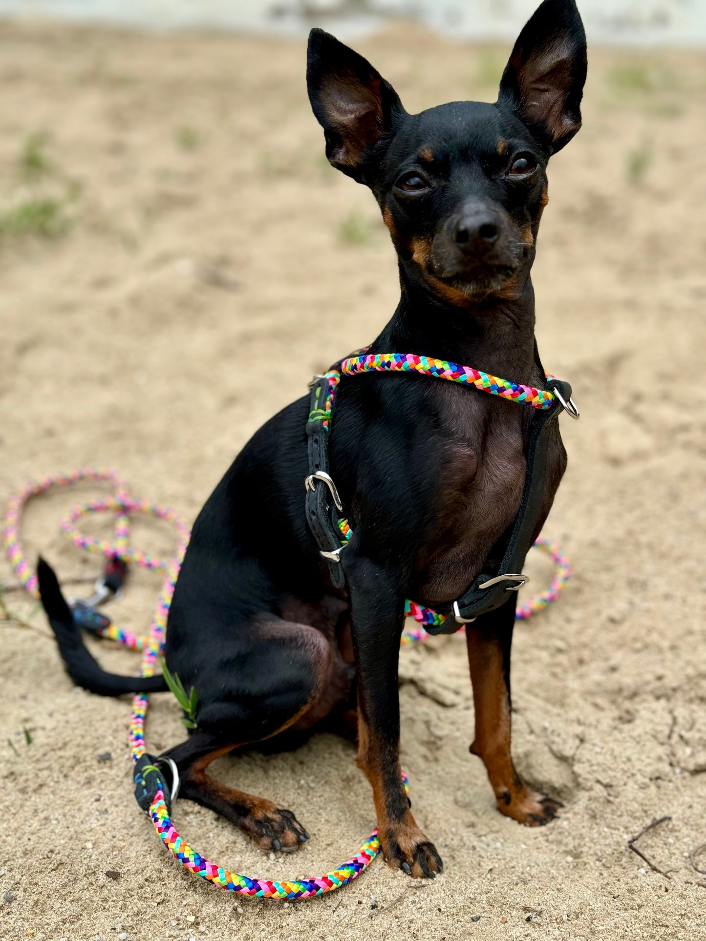 Dog NO PULL Harness RAINBOW Rope Prevents Matting Hand-sewn