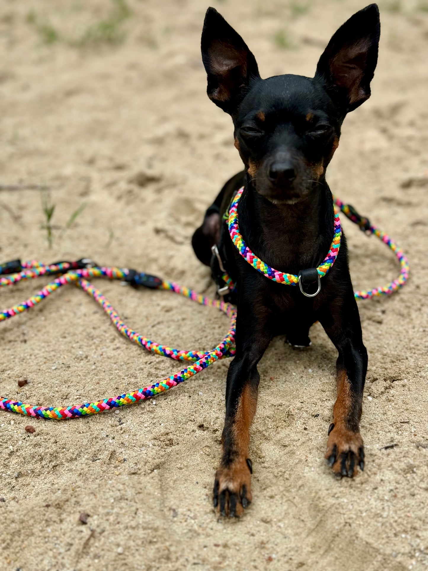 Dog NO PULL Harness RAINBOW Rope Prevents Matting Hand-sewn