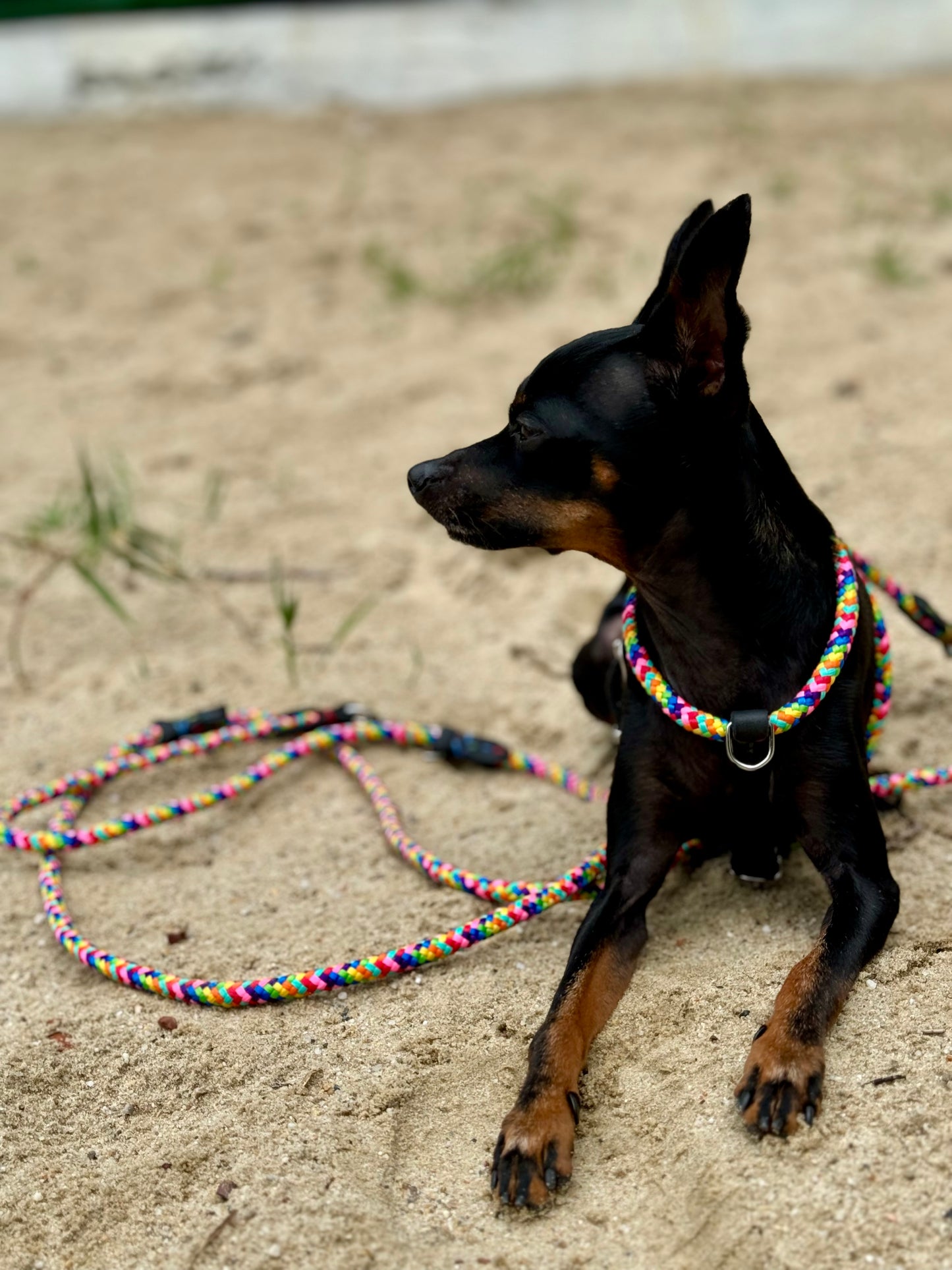 Dog NO PULL Harness RAINBOW Rope Prevents Matting Hand-sewn