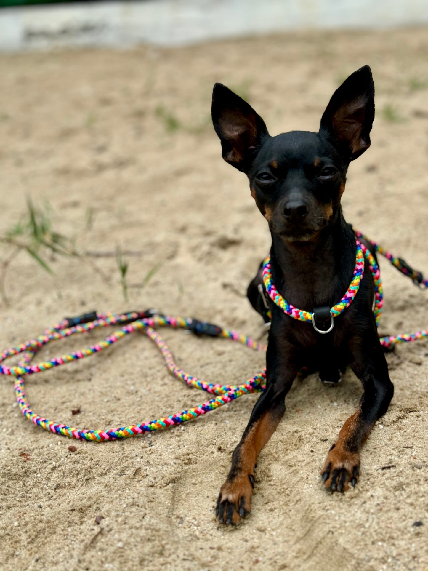 Multifunctional Rainbow Rope & Leather Dog Leash – 6-in-1 Adjustable Design
