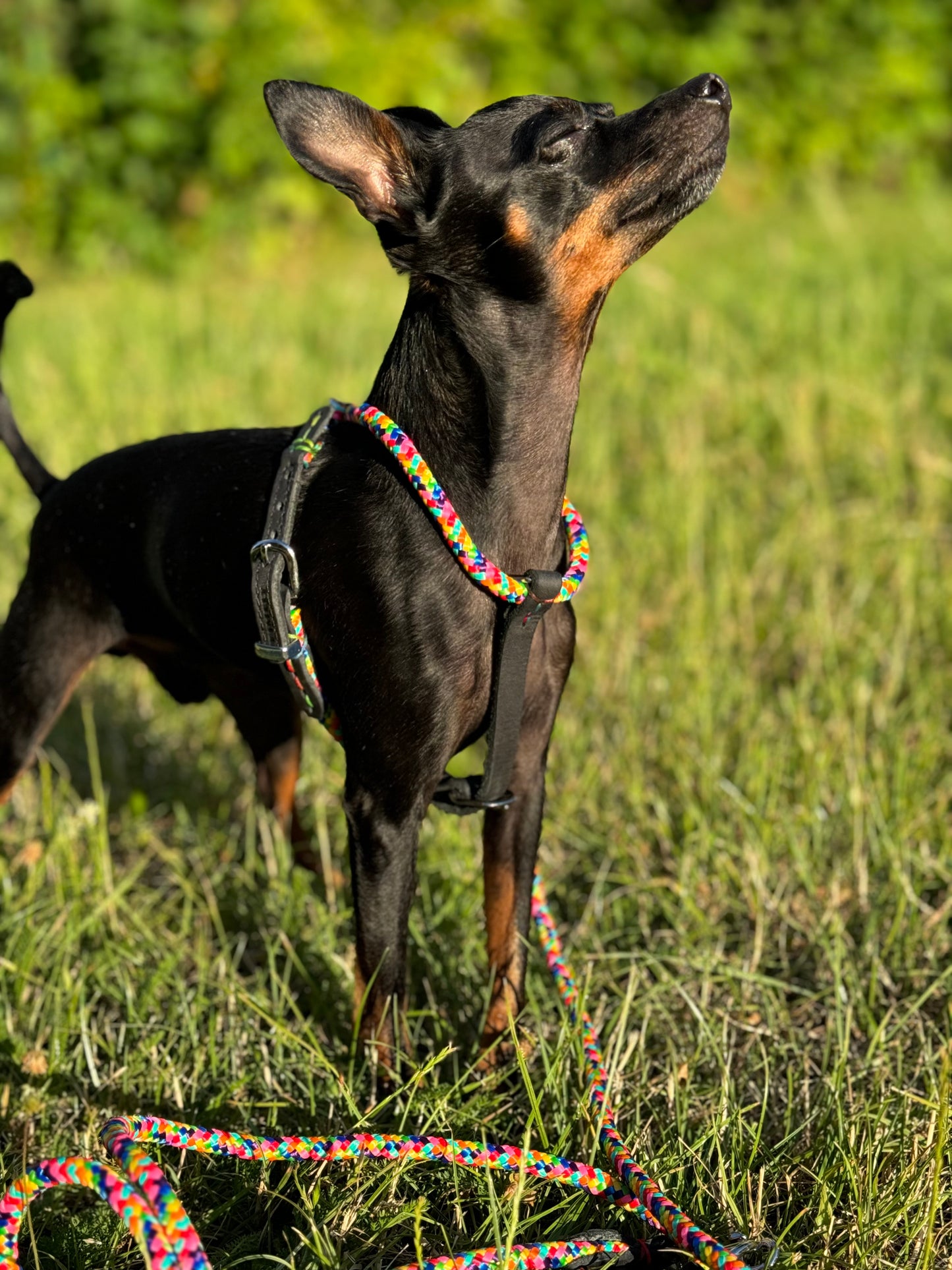 Dog NO PULL Harness RAINBOW Rope Prevents Matting Hand-sewn