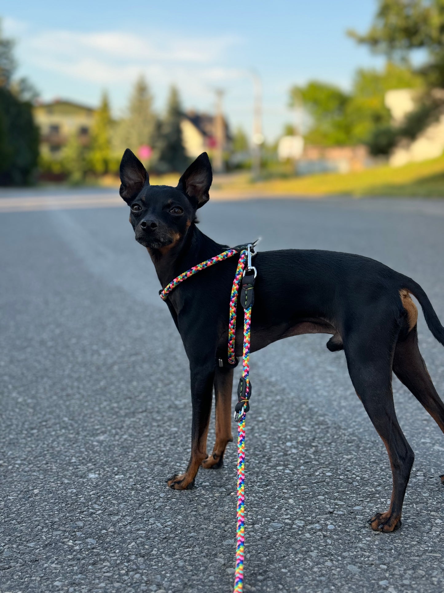 Multifunctional Rainbow Rope & Leather Dog Leash – 6-in-1 Adjustable Design