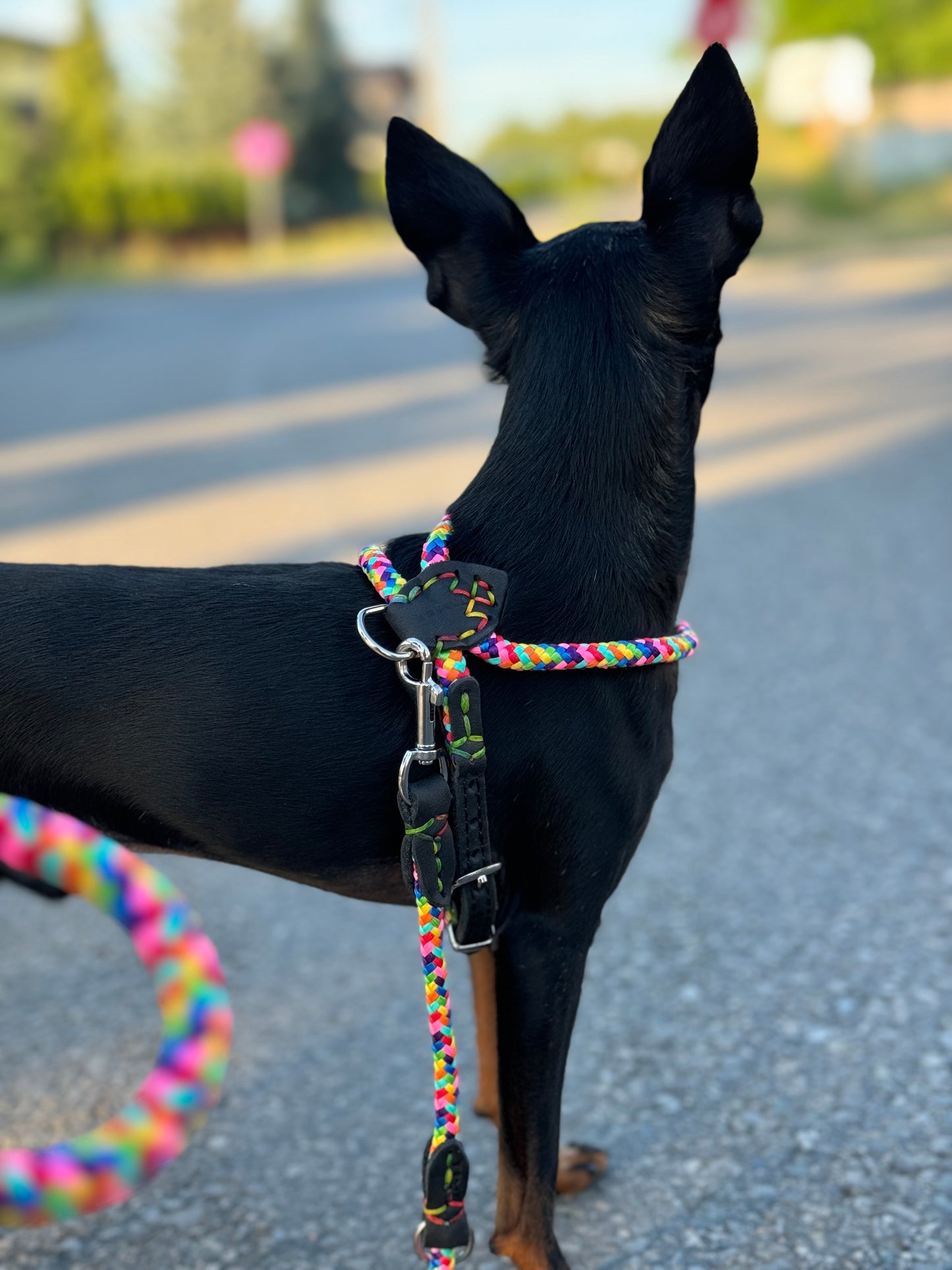 Dog NO PULL Harness RAINBOW Rope Prevents Matting Hand-sewn