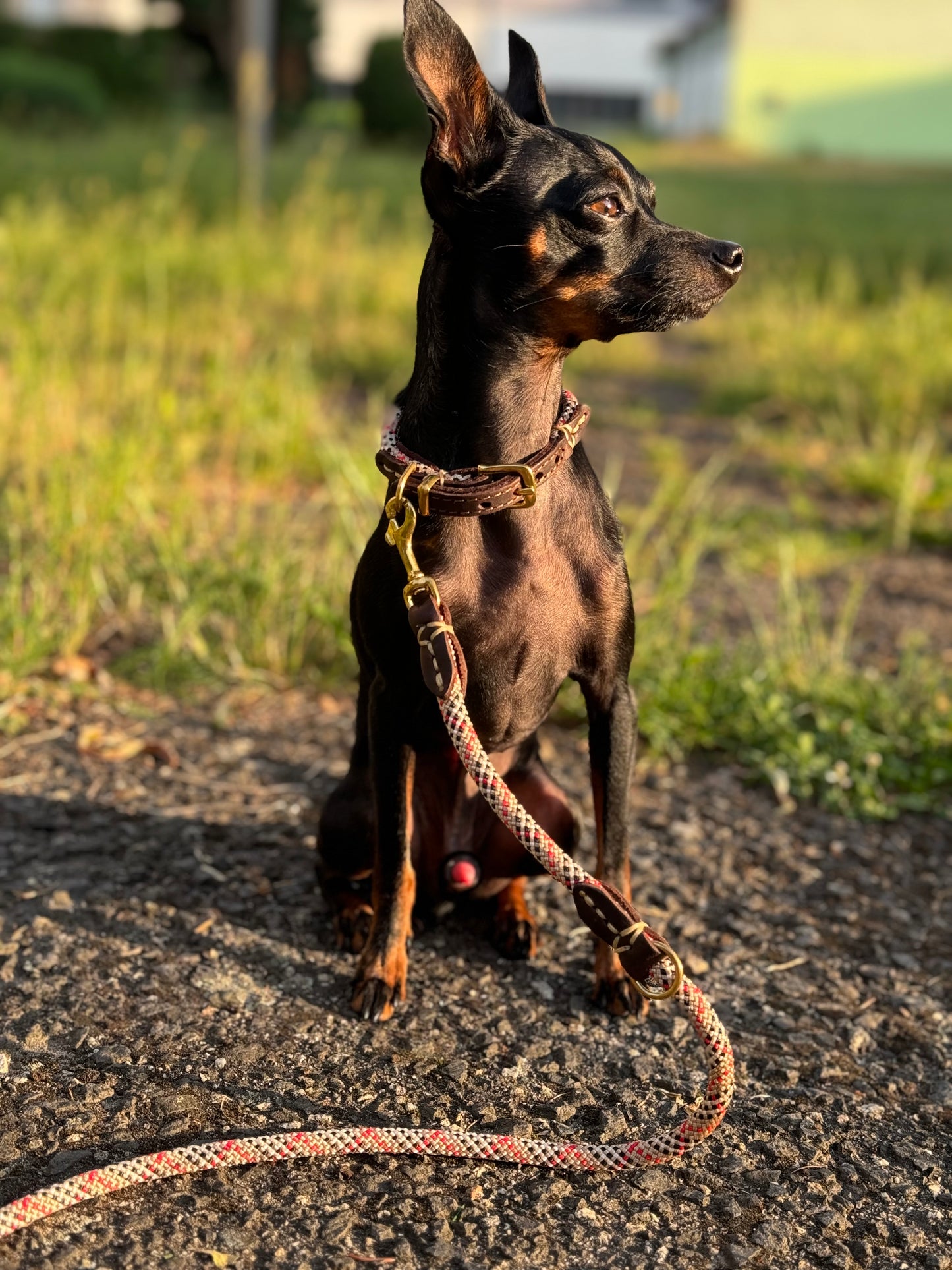 Hand-sewn dog rope/leather collar PREVENTS MATTING