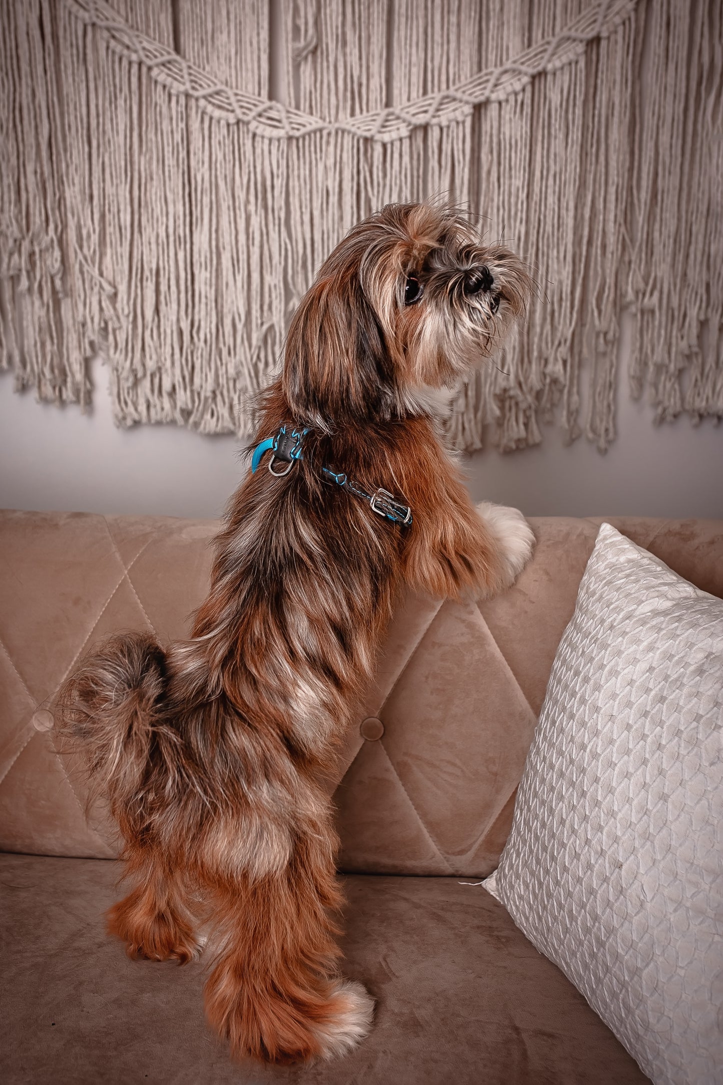 Dog NO PULL Harness Neck-25cm Girth-30cm(28-32cm) Blue Prevents Matting Hand-sewn made of genuine rounded ITALIAN leather inside stitch