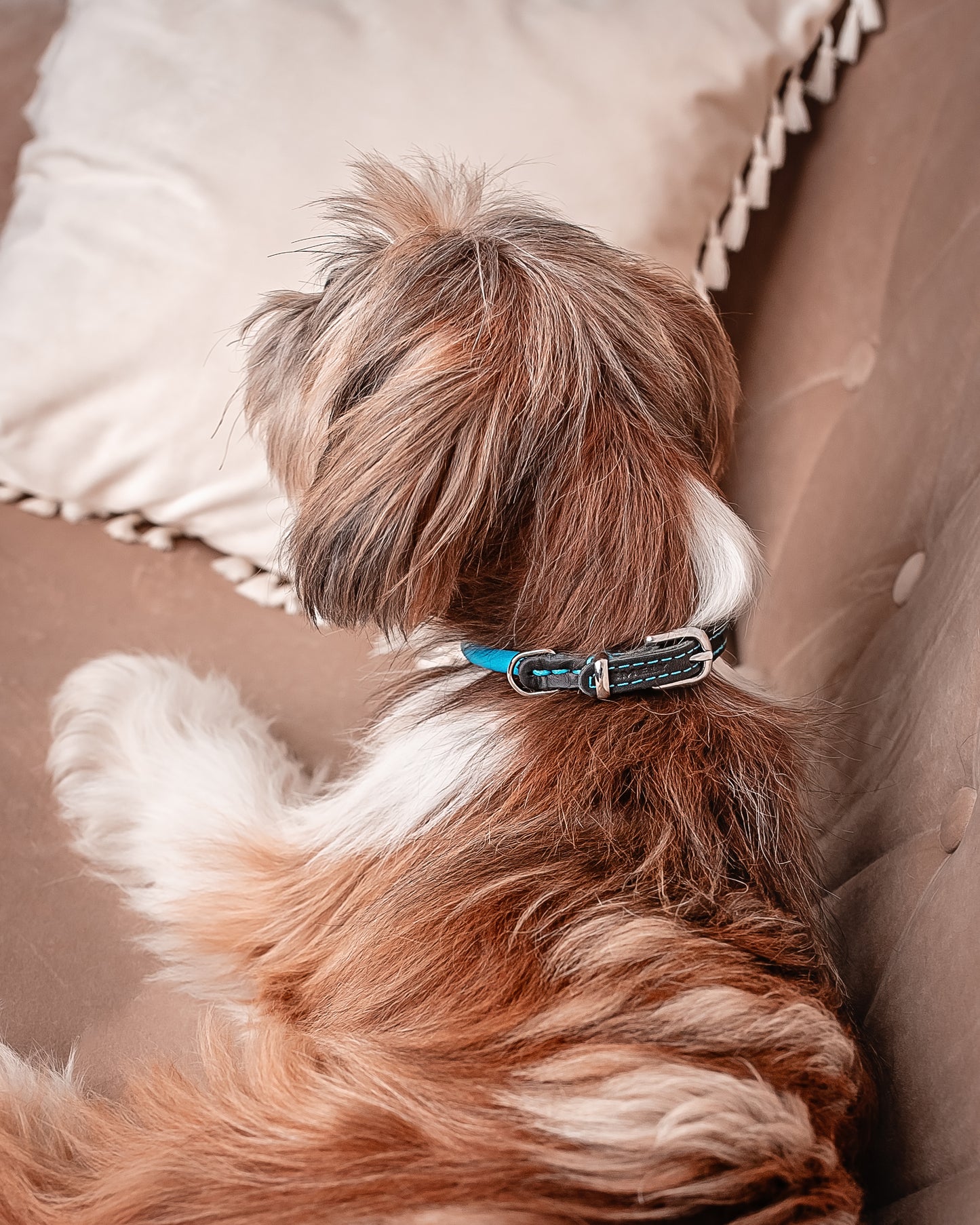 Håndlavet hundehalsbånd i læder – Hypoallergenisk design, der ikke filtrer pelsen