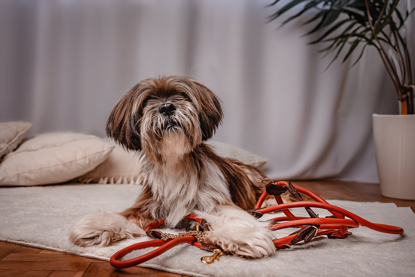 Dog adjustable leash 6mm-220cm Brown antiallergic Hand-sewn made of genuine rounded ITALIAN leather inside stitch. 6 in 1 leash