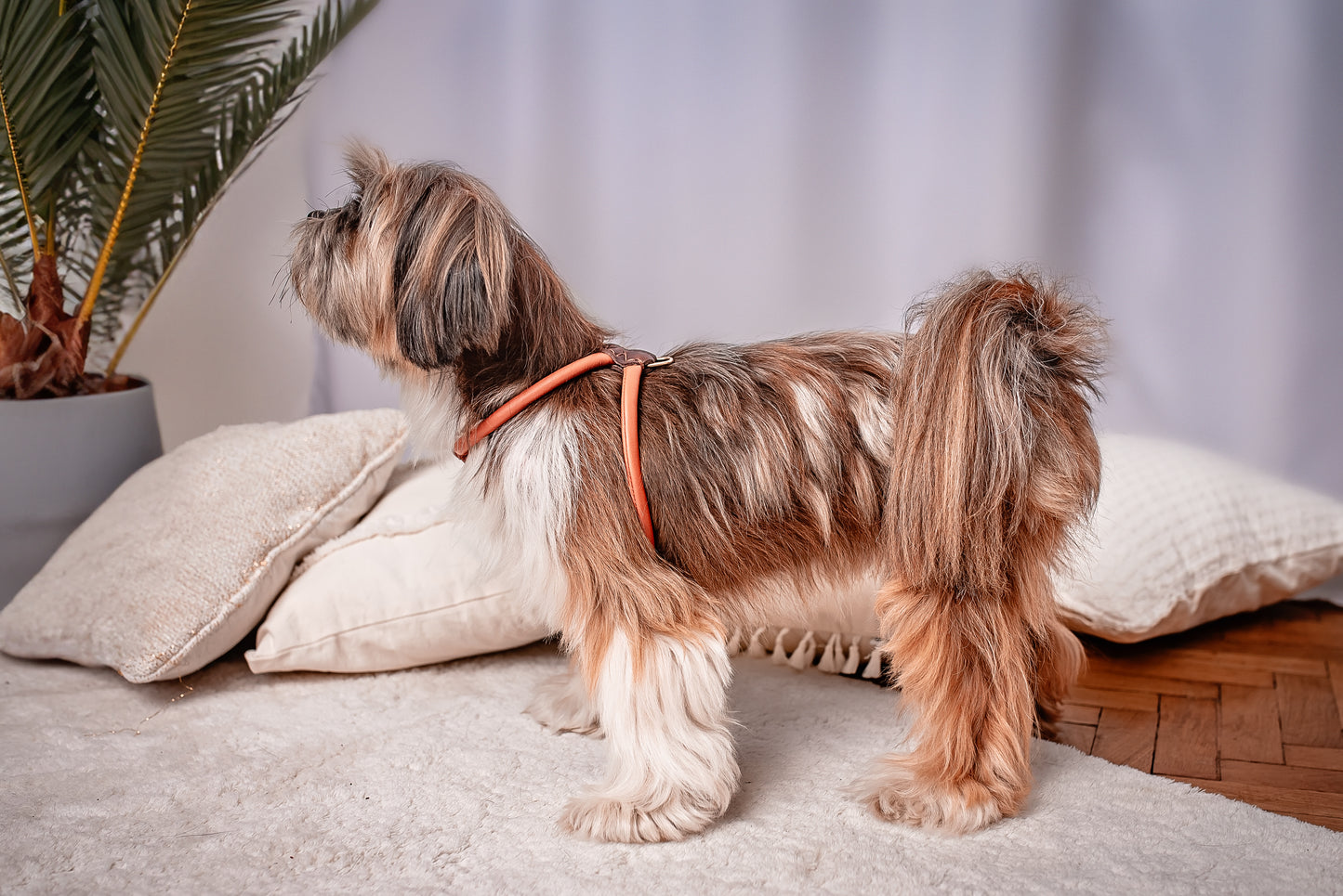 Dog NO PULL Harness Neck-25cm Girth-30cm(28-32cm) Blue Prevents Matting Hand-sewn made of genuine rounded ITALIAN leather inside stitch