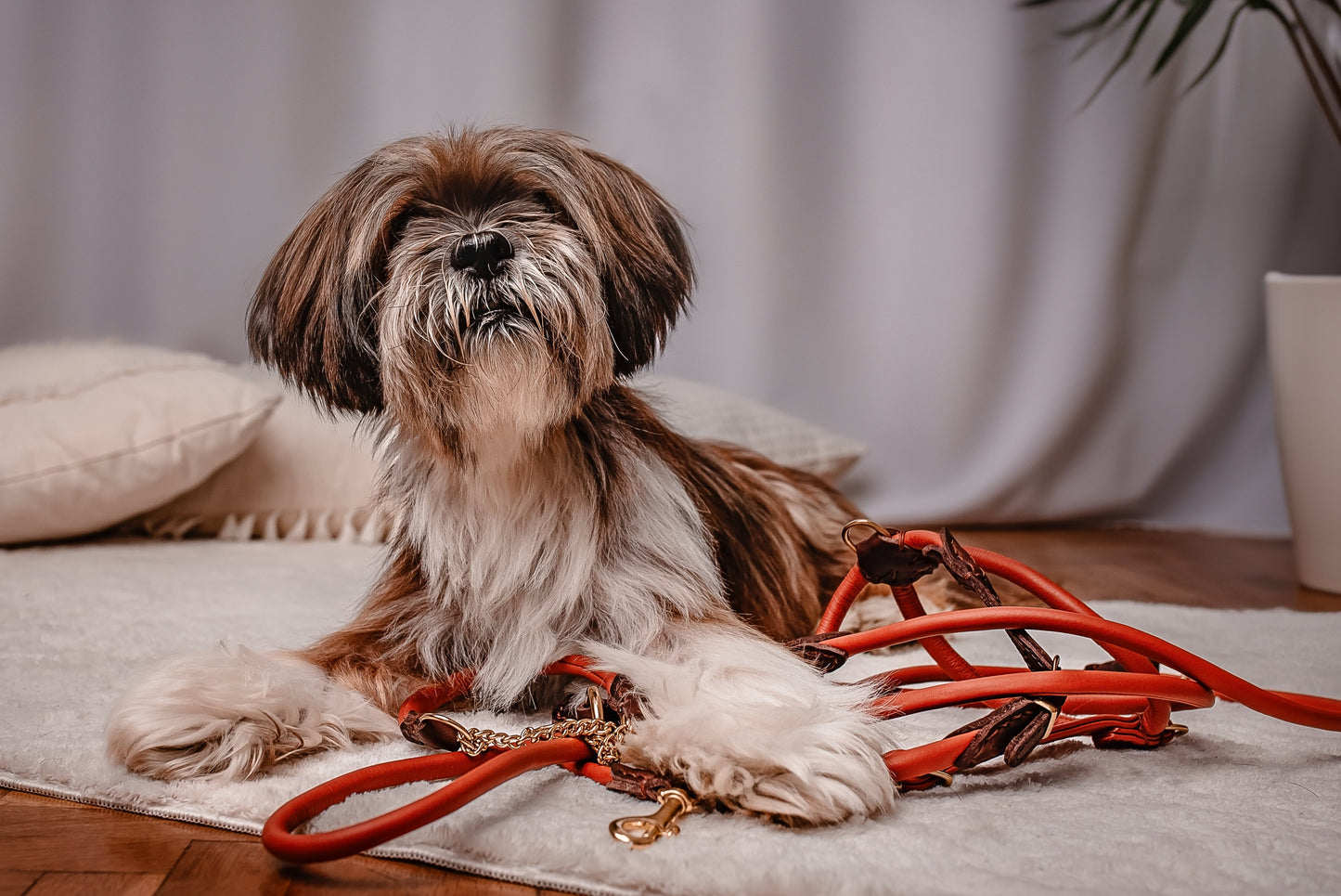 Håndlavet hundehalsbånd i læder – Hypoallergenisk design, der ikke filtrer pelsen
